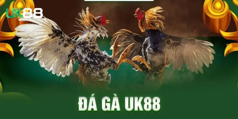 gioi thieu da ga uk88 Giới thiệu đá gà UK88