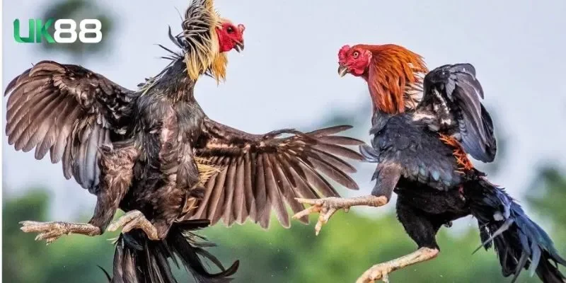kinh nghiem dat cuoc da ga cuc hay tu cac chuyen gia Kinh nghiệm đặt cược đá gà cực hay từ các chuyên gia