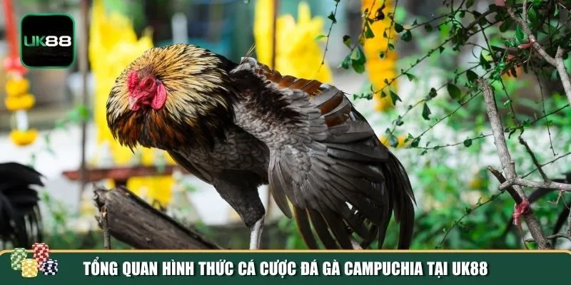 Tổng quan đá gà Campuchia Tổng quan đá gà Campuchia