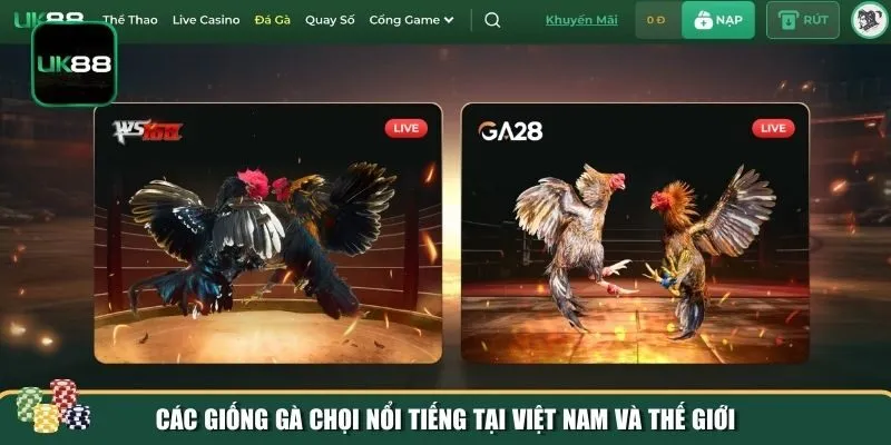 Các giống chiến kê trong đá gà chọi hiện nay Các giống chiến kê trong đá gà chọi hiện nay