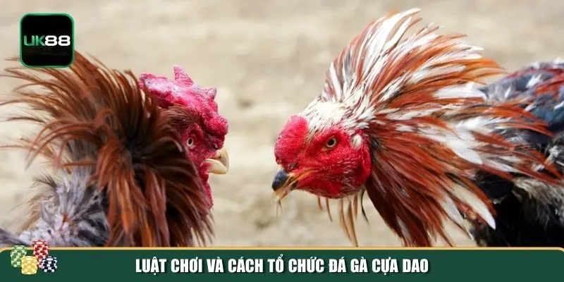Tổ chức đấu đá gà cựa dao Tổ chức đấu đá gà cựa dao