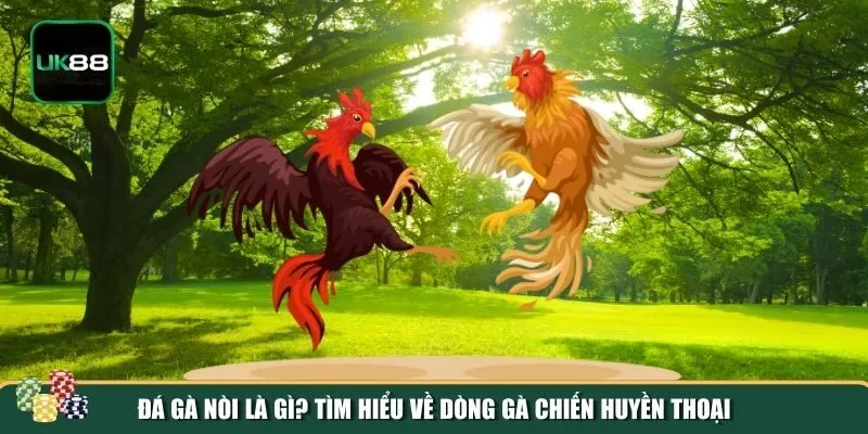 Tổng quan chung về hình thức chơi đá gà nòi Tổng quan chung về hình thức chơi đá gà nòi