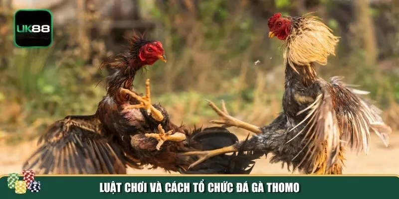 Luật chơi đá gà Thomo Luật chơi đá gà Thomo