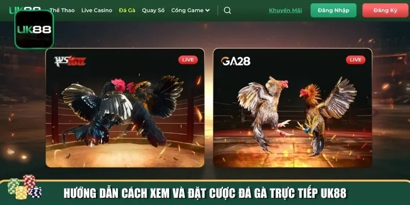 Trải nghiệm cược đá gà trực tiếp UK88 Trải nghiệm cược đá gà trực tiếp UK88