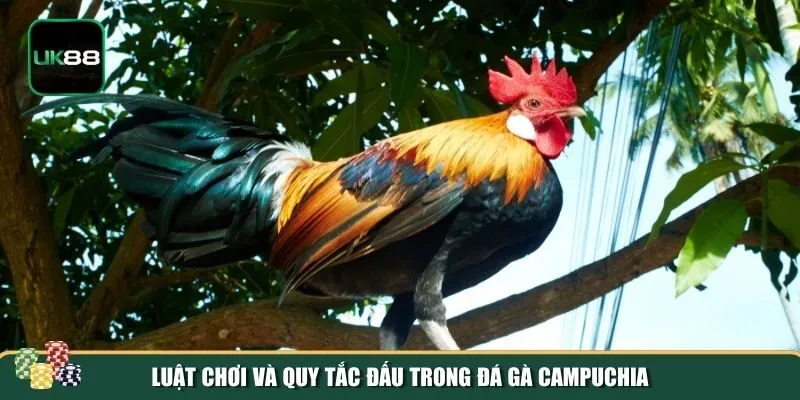 Luật chơi đá gà Campuchia Luật chơi đá gà Campuchia