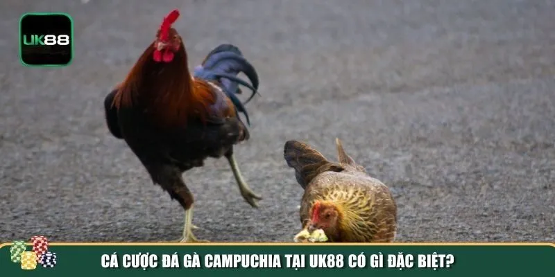 Cá cược đá gà Campuchia Cá cược đá gà Campuchia
