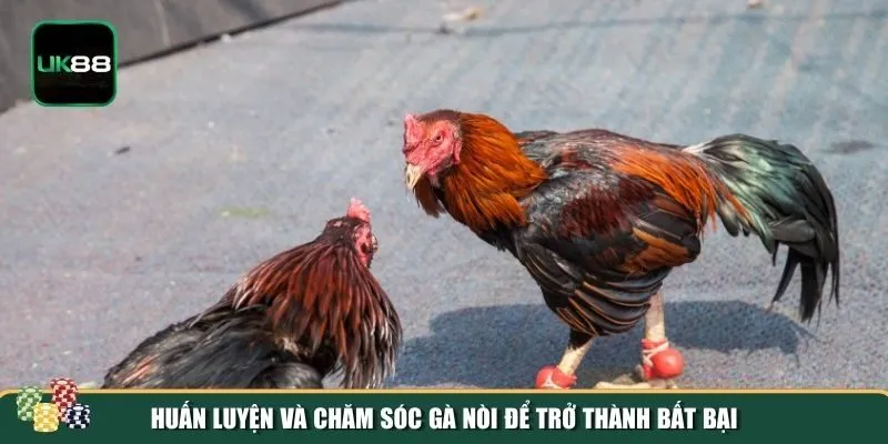 Huấn luyện và chăm sóc chiến kê đá gà nòi Huấn luyện và chăm sóc chiến kê đá gà nòi