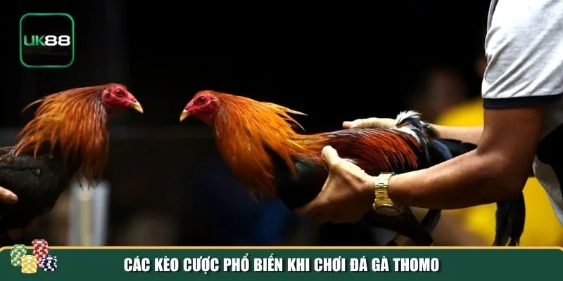 Các kèo cược đá gà Thomo tại UK88 Các kèo cược đá gà Thomo tại UK88